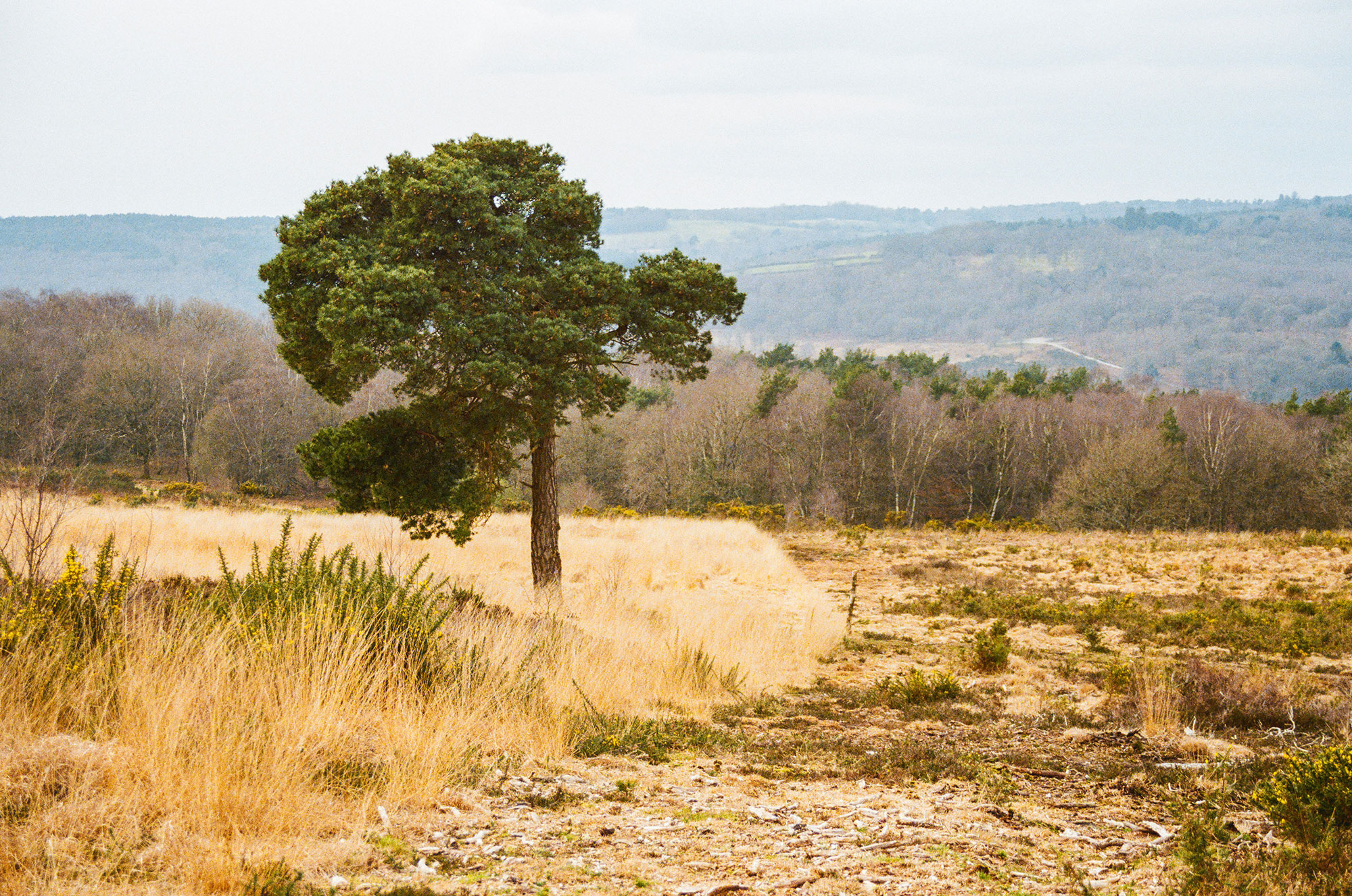 Ashdown forest